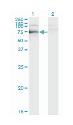 SRY (sex determining region Y)-box 9, Mouse, Clone: 3C10, Abnova 100&mu;g;