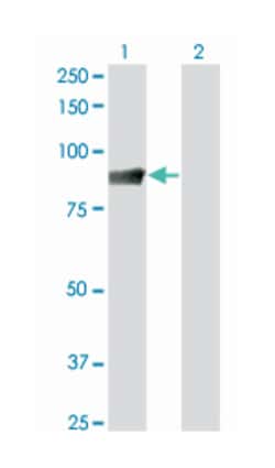 STAT5A, Mouse, Clone: 1E3, Abnova 200&mu;L; Unlabeled:Antibodies, Monoclonal