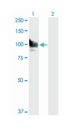 STAT6, Mouse, Clone: 6C10, Abnova 200&mu;L; Unlabeled:Antibodies, Monoclonal