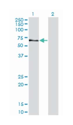 STK3, Mouse, Clone: 4F7, Abnova 200&mu;L; Unlabeled:Antibodies, Monoclonal