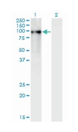 zinc finger protein 41, Mouse, Clone: 4D6, Abnova 100&mu;g; Unlabeled:Antibodies,