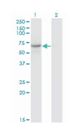 CDC14 cell division cycle 14 homolog A (S. cerevisiae), Mouse, Clone: 1F11,