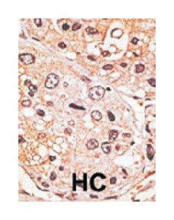 GDF9 Rabbit anti-Human, Polyclonal Antibody, Abnova 400&mu;L; Unlabeled:Antibodies,