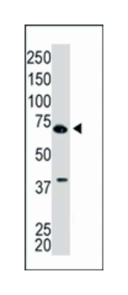 GGA1 Rabbit anti-Human, Mouse, Polyclonal Antibody, Abnova 400&mu;L; Unlabeled:Antibodies,