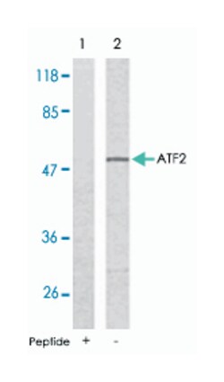 ATF2 Rabbit anti-Human, Mouse, Rat, Polyclonal Antibody, Abnova 100 &mu;g | Buy Online | Abnova | Fisher Scientific