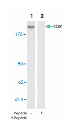 KDR Rabbit anti-Human, Mouse, Rat, Polyclonal Antibody, Abnova 100&mu;g;
