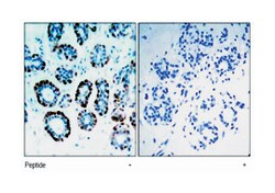 Bsx, Rabbit, Polyclonal Antibody, Abnova 100 &mu;g | Buy Online | Abnova | Fisher Scientific