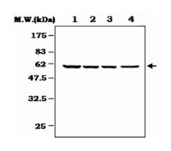 CREB5, Mouse, Clone: 7D4, Abnova 100&mu;L; Unlabeled:Antibodies, Monoclonal