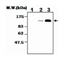 Ad5 Hexon protein, Mouse, Clone: 65H6, Abnova 100&mu;L; Unlabeled:Antibodies,
