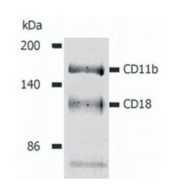 ITGAM, Mouse, Clone: MEM-174, Abnova 100&mu;g; Unlabeled:Antibodies, Monoclonal