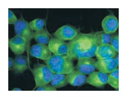 TUBB3, Mouse, Clone: TU-20, Abnova 100&mu;g; Unlabeled:Antibodies, Monoclonal