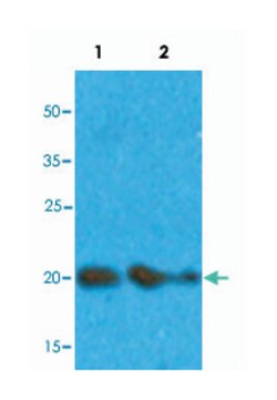 ARF1, Mouse, Clone: AT1B3, Abnova 100&mu;L; Unlabeled:Antibodies, Monoclonal