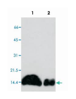 S100A11, Mouse, Clone: YK-1A4, Abnova 100&mu;g; Unlabeled:Antibodies, Monoclonal