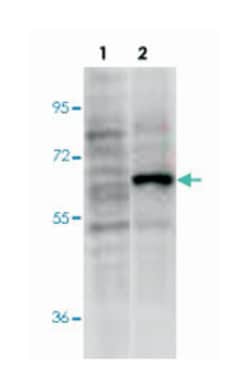 PDCD4, Mouse, Clone: 9G6, Abnova 100&mu;g; Unlabeled:Antibodies, Monoclonal