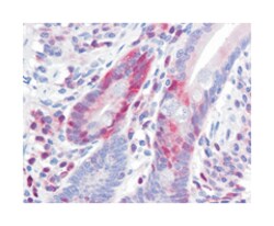 PDCD4, Mouse, Clone: 9G6, Abnova 100&mu;g; Unlabeled:Antibodies, Monoclonal