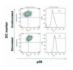 IL27, Rat, Clone: 3H12.F10, Abnova 100&mu;g; Unlabeled:Antibodies, Monoclonal