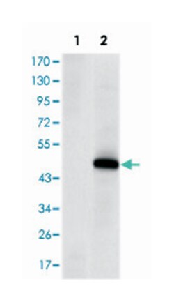 PRKDC, Mouse, Clone: 3H6, Abnova 100&mu;L; Unlabeled:Antibodies, Monoclonal
