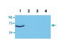 ZAP70, Mouse, Clone: ZAP-03, Abnova 100&mu;g; Unlabeled:Antibodies, Monoclonal