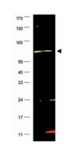 FANCG Rabbit anti-Chimpanzee, Human, Polyclonal Antibody, Abnova 100&mu;g;