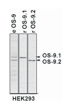 OS9, Rabbit, Polyclonal Antibody, Abnova 100&mu;L; Unlabeled:Antibodies,