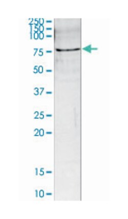 MED26 Rabbit anti-Human, Polyclonal Antibody, Abnova 50&mu;g; Unlabeled:Antibodies,