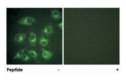 CRK Rabbit anti-Human, Mouse, Rat, Polyclonal Antibody, Abnova 100&mu;g;