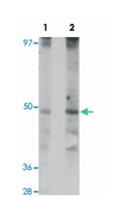 WDR74 Rabbit anti-Human, Rat, Polyclonal Antibody, Abnova 100&mu;g; Unlabeled:Antibodies,