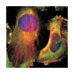 Abnova Corporation&nbsp;CD2AP Rabbit anti-Human, Mouse, Rat, Polyclonal Antibody, Abnova&trade;