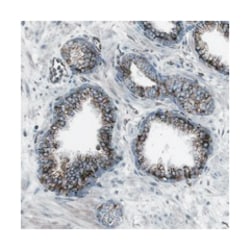 TMEM141, Rabbit, Polyclonal Antibody, Abnova 100 &mu;L | Buy Online | Abnova Corporation | Fisher Scientific