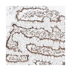 SON Rabbit anti-Human, Polyclonal Antibody, Abnova 100&mu;L; Unlabeled:Antibodies,