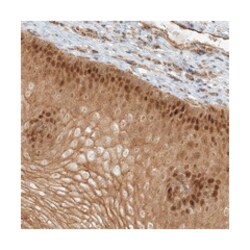 NAF1, Rabbit, Polyclonal Antibody, Abnova 100&mu;L; Unlabeled:Antibodies,