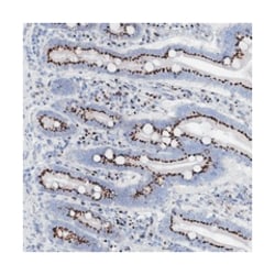 TM9SF3 Rabbit anti-Human, Polyclonal Antibody, Abnova 100&mu;L; Unlabeled:Antibodies,