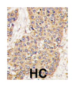 CASP6 Rabbit anti-Human, Mouse, Polyclonal Antibody, Abnova 400 &mu;L | Buy Online | Abnova Corporation | Fisher Scientific