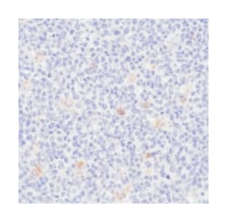 CD68 Rabbit anti-Human, Polyclonal Antibody, Abnova 100 &mu;L | Buy Online | Abnova Corporation | Fisher Scientific