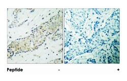 HDAC5 Rabbit anti-Human, Mouse, Rat, Polyclonal Antibody, Abnova 100&mu;g;