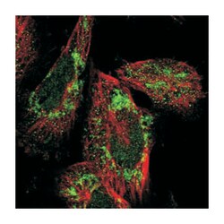 C19orf52, Rabbit, Polyclonal Antibody, Abnova 100&mu;L; Unlabeled:Antibodies,