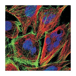 DHDH, Rabbit, Polyclonal Antibody, Abnova 100 &mu;L | Buy Online | Abnova Corporation | Fisher Scientific