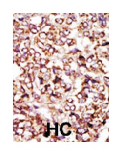 CDK2 Rabbit anti-Human, Polyclonal Antibody, Abnova 400 &mu;L | Buy Online | Abnova Corporation | Fisher Scientific