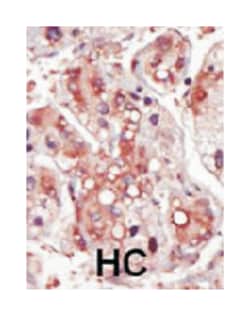 MAP2K2 Rabbit anti-Human, Mouse, Polyclonal Antibody, Abnova 400 &mu;L | Buy Online | Abnova Corporation | Fisher Scientific