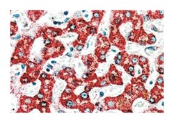 ACADM, Goat, Polyclonal Antibody, Abnova 100 &mu;g | Buy Online | Abnova Corporation | Fisher Scientific