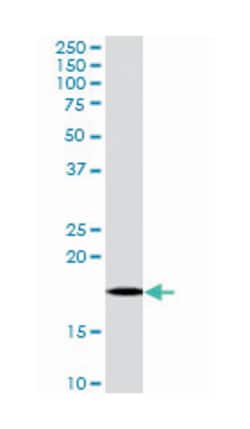 ARF1/ARF2/ARF3/ARF4, Goat, Polyclonal Antibody, Abnova 100&mu;g; Unlabeled:Antibodies,