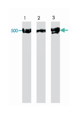 Dynein, Rabbit, Polyclonal Antibody, Abnova 25 &mu;g | Buy Online | Abnova Corporation | Fisher Scientific