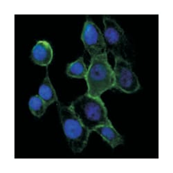 CDH2, Mouse, Clone: 5D5, Abnova 100&mu;L; Unlabeled:Antibodies, Monoclonal