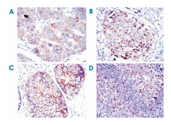 EEF2, Mouse, Clone: 5B6, Abnova 100&mu;L; Unlabeled:Antibodies, Monoclonal