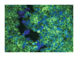 OPRK1, Mouse, Clone: 5E3, Abnova 25&mu;g; Unlabeled:Antibodies, Monoclonal
