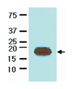 Streptavidin, Mouse, Clone: 1C2, Abnova 100&mu;L; Unlabeled:Antibodies,