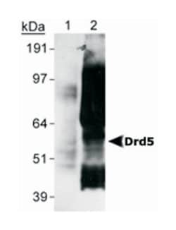 Drd5, Mouse, Clone: SG4-D1b, Abnova 100&mu;L; Unlabeled:Antibodies, Monoclonal