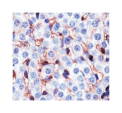 Cd36, Mouse, Clone: D-2712, Abnova 100&mu;L; Unlabeled:Antibodies, Monoclonal