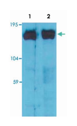 SOS1, Mouse, Clone: SOS-01, Abnova 100&mu;g; Unlabeled:Antibodies, Monoclonal