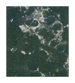 Hepatitis C virus core protein, Mouse, Clone: H6-29, Abnova 100&mu;g; Unlabeled:Anticuerpos